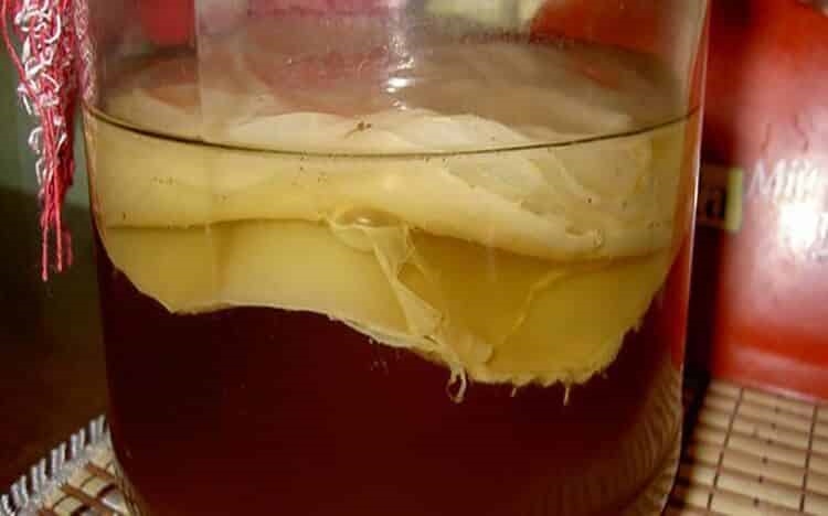 Выращиваем домашний антибиотик — чайный гриб. Очень полезная вещь!